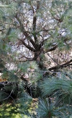 Pinus maximartinezii