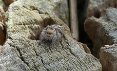 Habronattus cuspidatus