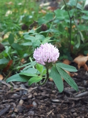 Trifolium pratense