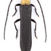 Oberea affinis - Photo (c) pierrickb, μερικά δικαιώματα διατηρούνται (CC BY-NC), uploaded by pierrickb