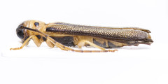 Oberea praelonga