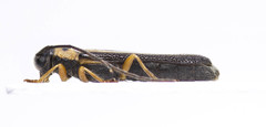 Oberea tripunctata