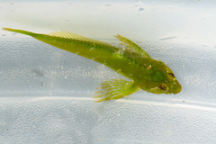Oligocottus snyderi