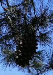 Pinus maximartinezii