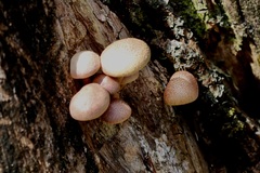 Gymnopilus luteofolius