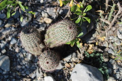 Echinocereus armatus