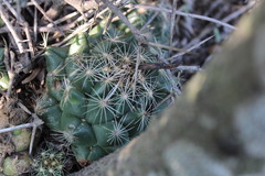 Coryphantha nickelsiae