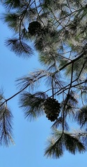 Pinus maximartinezii
