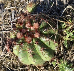 Parodia ottonis