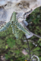 Astrolepis crassifolia