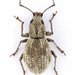 Imported Long-horned Weevil - Photo (c) pierrickb, some rights reserved (CC BY-NC), uploaded by pierrickb