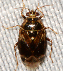 Deraeocoris nebulosus