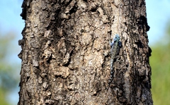 Acanthocercus branchi