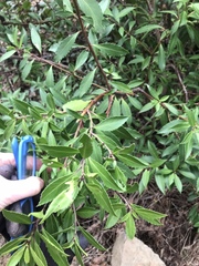 Maytenus magellanica