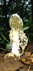 Phallus haitangensis