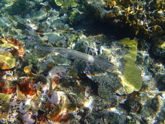 Stegastes partitus