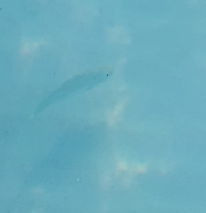 Actinopterygii