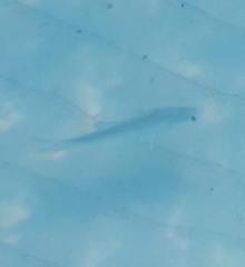 Actinopterygii