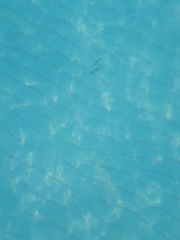 Actinopterygii