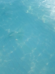Actinopterygii