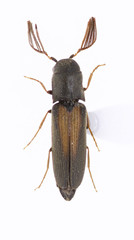 Isorhipis obliqua