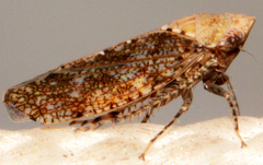 Paraphlepsius fulvidorsum