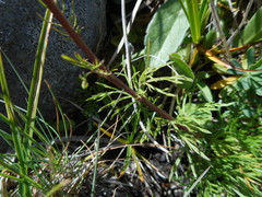 Jacobaea abrotanifolia