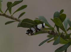 Zonopetala
