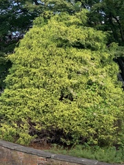 Cupressaceae