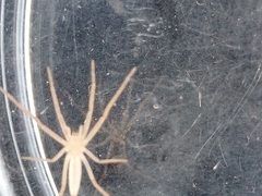 Pisaurina dubia