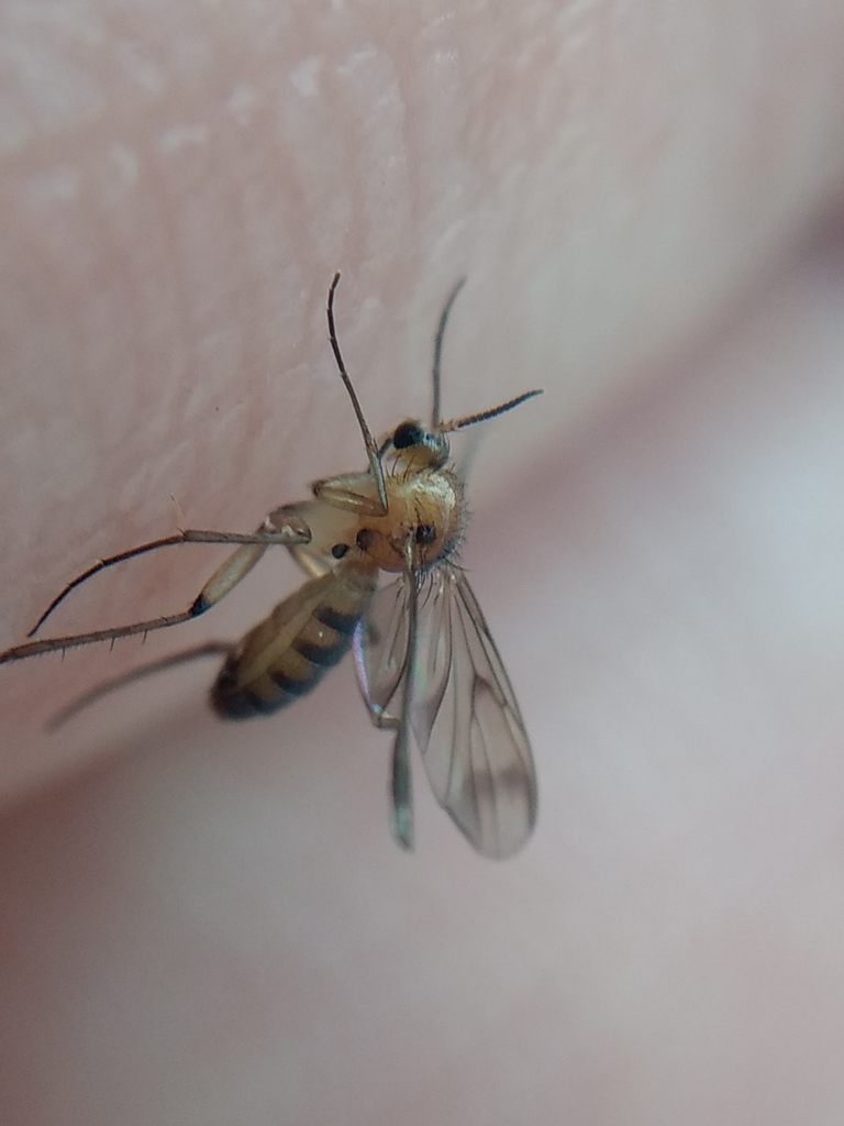 Nematoceran Flies In October 2020 By Michele Jones Found In Swimming