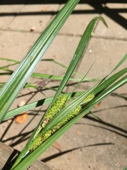 Carex frankii