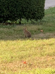 Sylvilagus floridanus