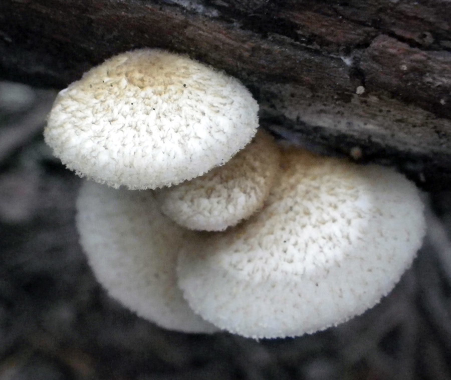 Oysterlings
