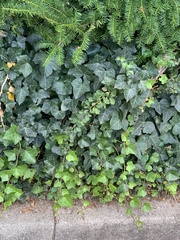 Hedera helix