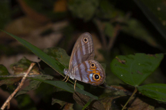 Chloreuptychia herseis
