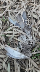 Columbidae