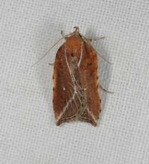 Arachnographa micrastrella