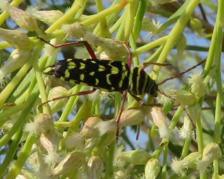 Mesquite Borer from Oso Bay Wetlands Preserve & Learning Center, Corpus