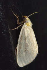 Chrysoecia thoracica