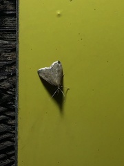 Pyrausta niveicilialis