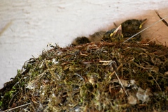 Empidonax occidentalis