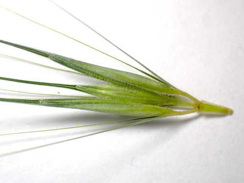 Hordeum hystrix iNat (3)