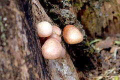 Gymnopilus luteofolius