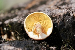 Gymnopilus luteofolius