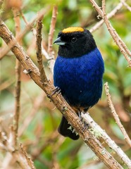 Iridosornis rufivertex