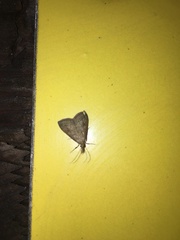 Pyrausta niveicilialis