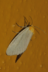 Chrysoecia thoracica