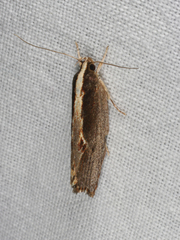 Archaereta dorsivittella