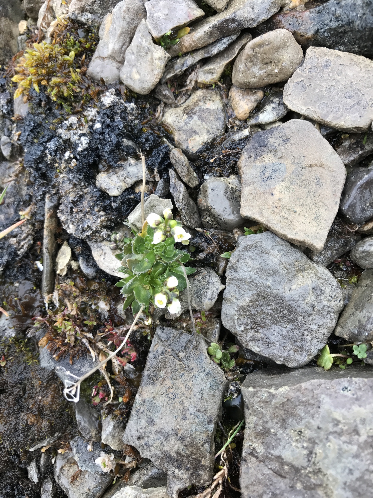 Draba lactea